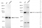 KD-Validated Anti-BAG cochaperone 3 Rabbit Monoclonal Antibody